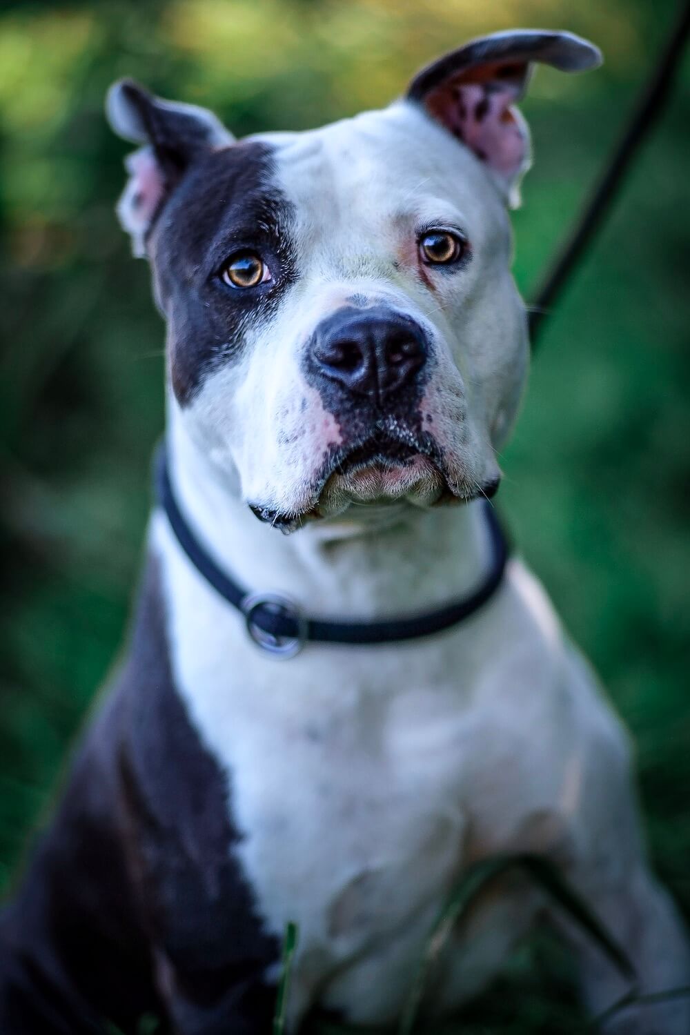 tierfotografie hund