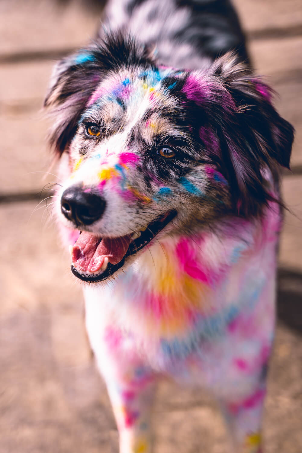 hundeshooting holi